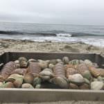 New England Lobster Clam Bake